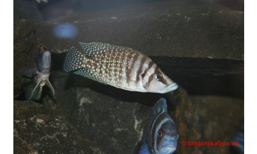 Altolamprologus calvus white